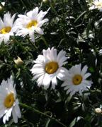 Ромашки