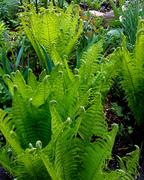 Папоротниковые