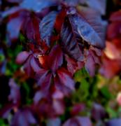 Осенний лес