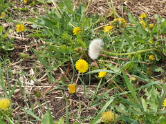 Одуванчики