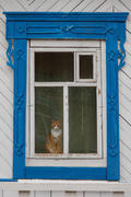 Рыжий кот смотрит через окно украшенное резными узорами 
