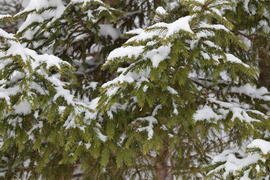 Ветки под снегом