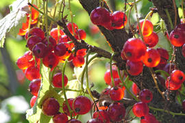  Красная смородина