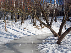 Зимняя оттепель в московском парке