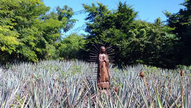 Statue of the Virgin Mary surrounded by aloe