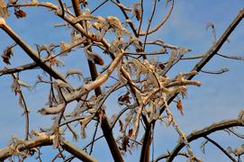 Заледенелые веточки