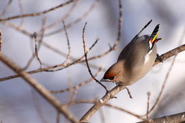 Свиристель