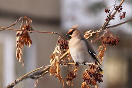Свиристель