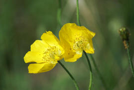 Настроение романтичное