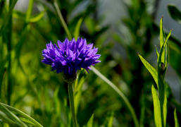 Настроение солнечное васильковое