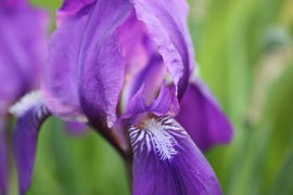Ирис