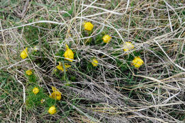 Желтые цветы 