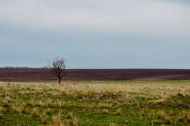 Одинокое дерево в поле 