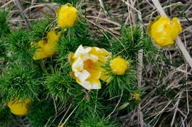 Желтые цветы 