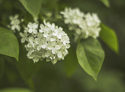 Белая сирень