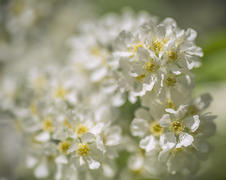 Черемухи цвет