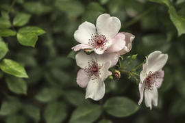 Розовая ветвь