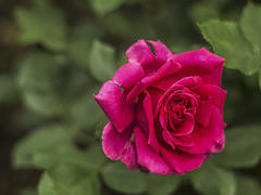 Пурпурная роза