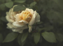 Кремовая роза