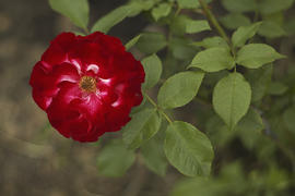 Рубиновый цветок