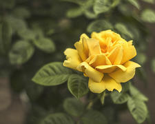 Чайная роза