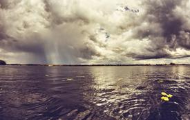 Листья воды на плавающие по водоему 