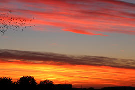 Птицы на фоне заката