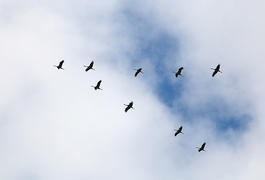 Девять журавлей