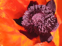 Лохматый мак