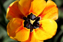 Желтый распустившийся тюльпан