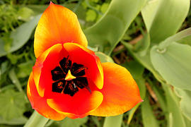 Желтый распустившийся тюльпан 