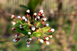 Цветущая вишня