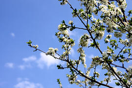 Цветущая слива