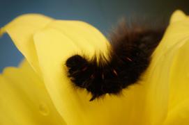 Пушистая гусеница