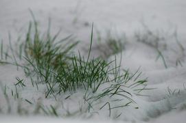 Трава под снегом