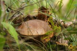 Подберезовик