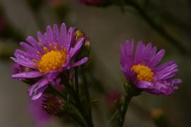 Осенняя астра