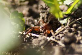 Паук в засаде