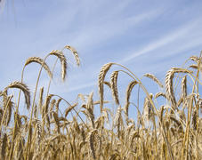 Пшеница и небо