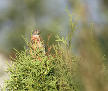 Коноплянка в брачном наряде