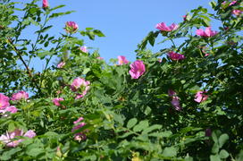 Розы на голубом