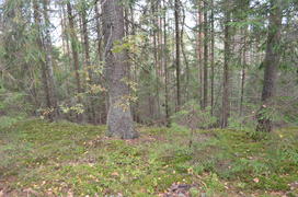 Пейзаж летнего леса 