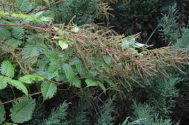 Зеленая смесь