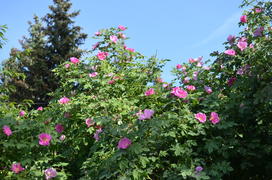 Заросли шиповника