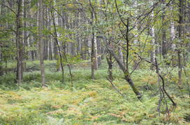 Пейзаж в чаще леса 