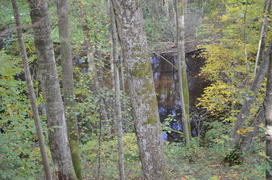 Пейзаж летнего леса 