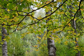 Пейзаж в чаще леса 