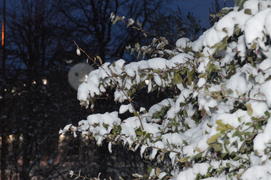 Казань. Заснеженный зимний парк 