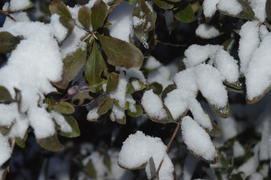 Казань. Заснеженные листья деревьев 
