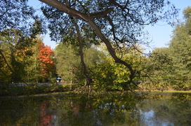 Вокруг пруда